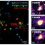 Astronomers may have caught an early galaxy in the process of dying