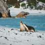 Bird flu has claimed its first Australian sea lion and dolphin. How does the virus get into these animals?