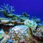 Australia's reefs follow trend of global coral cover decline