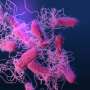 Hitting bacteria hard and early with diverse phage cocktails may curb resistance
