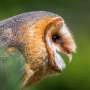Caribbean islands were once the center of diversity for barn owls