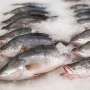 How barramundi research gives breeders more control