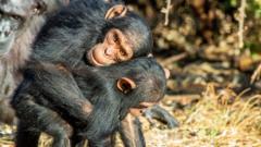 Hugs and kisses could be ancient way to build trust, say researchers studying apes