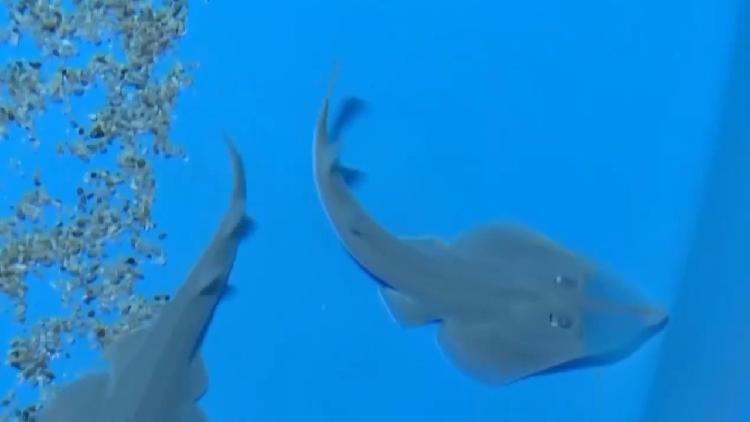Twelve critically endangered giant shovelnose ray pups born in Sanya