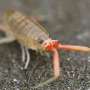Beach-burrowing beasties may shovel more sand than any other animal on Earth