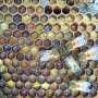 Beehives act as 'living immune systems' with layered antimicrobial defenses
