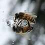 Honeybees pass their math test, upending an animal intelligence debate