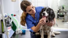 Vet prescription fees capped under rule changes