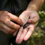 Billions of invasive round goby are in the Great Lakes. Researchers want to stop them from spreading inland
