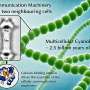 Even ancient bacteria possessed intercellular communication structures like humans today, study finds