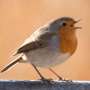 Do birds have accents? The fascinating regional differences in birdsong