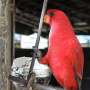 Birdsong tells only part of a forest's story: Evolutionary trees reveal the rest
