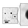 Blood-camouflaged nanoparticles defeat drug-resistant breast tumors in mouse model