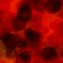 Protein map reveals how red blood cells rapidly adjust to low oxygen