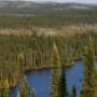 Dark boreal forests of Canada absorb enough heat to cancel up to a 5th of their climate benefit, scientists warn