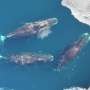 Bowhead whale recovery reflects century-old whaling patterns