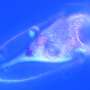 Centuries-old planktonic shell mystery solved with discovery of self-assembling proteins