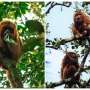 Brown howler monkeys rest more on long, hot days and when feeding on leaves