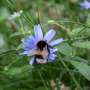 Bumblebees may self-medicate when exposed to fungal infections