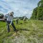 Butterfly experts are planting 15,000 milkweed plants along Florida roadsides to help monarchs
