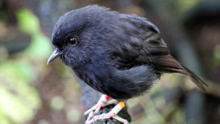 Black robin rules roost in New Zealand’s Bird of the Year vote