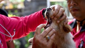 As Bali battles rabies surge, does dog meat raise the risk?