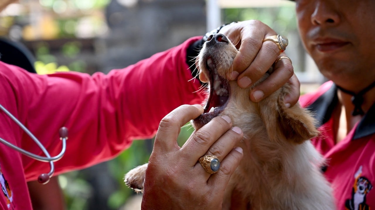 As Bali battles rabies surge, does dog meat raise the risk?