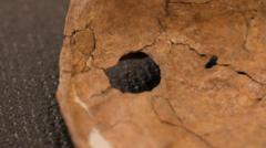 This 75,000-year-old wound suggests Neanderthal life was more violent than we thought