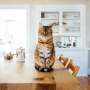 Indoor moves prove easier than expected for most cats and owners