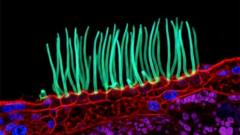 Tiny image sparks big backlash in Nikon photo contest