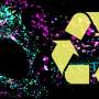 Molecular switch controls how cells load cargo for recycling