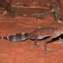 Climate change is silencing the Pilbara barking gecko