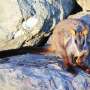 Complex habitat crucial to brush-tailed rock-wallaby survival