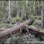 Hydroclimate whiplash damages California's tallest redwoods after years of drought