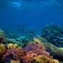 Creating a map of coral distribution with environmental DNA