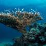Corals show 'vaccine-like' responses after pathogen exposure