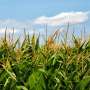 Specific cover crops may help attract insects that target harmful pests