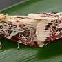 Crop protection: A new method for understanding insect sexual communication