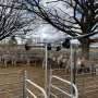 A new approach to measuring sheep liveweight