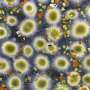 Cyanobacterium found in clean lakes shows little toxic potential