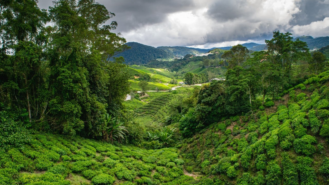 ‘River of mud’ in Malaysia’s Cameron Highlands prompts accountability calls