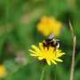 What dandelions and bees can teach us about our responsibilities to the natural world