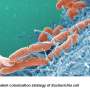Scientists discover dispersal mechanism and new gene family in harmful E. coli strains