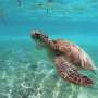Sea turtles diving through the eye of the storm help develop better cyclone forecasts