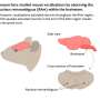 Distinct neurons drive mice's social sounds and squeaks
