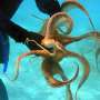Animal genomes follow irreversible 'evolutionary highways' across thousands of species