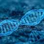 Researchers identify enzyme that prevents chromosome breaks during DNA copying
