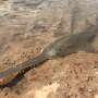 Historical DNA reveals largetooth sawfish have lost much of their genetic diversity