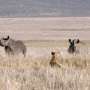 Do hyenas eat livestock and rhinos? Behavioral biologists investigate a surprisingly charming population