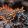 Soil food webs grow more varied in farmland and tropics, global analysis reveals